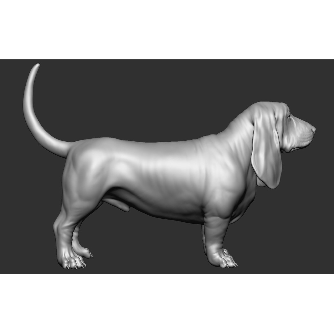 Dog Breed Collection 3D Model – Realistic Animal Pack, OBJ & ZTL - View 35