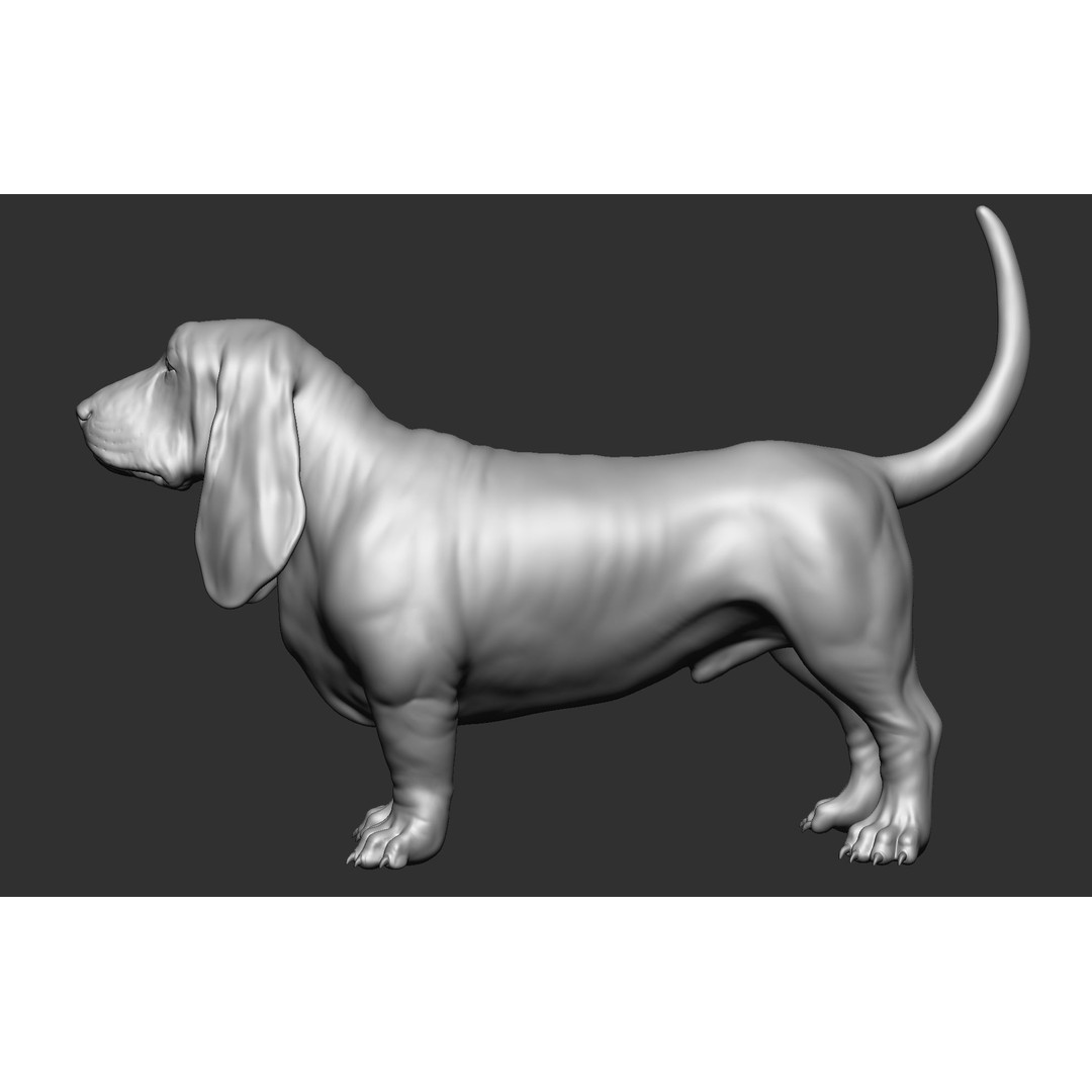 Dog Breed Collection 3D Model – Realistic Animal Pack, OBJ & ZTL - View 36