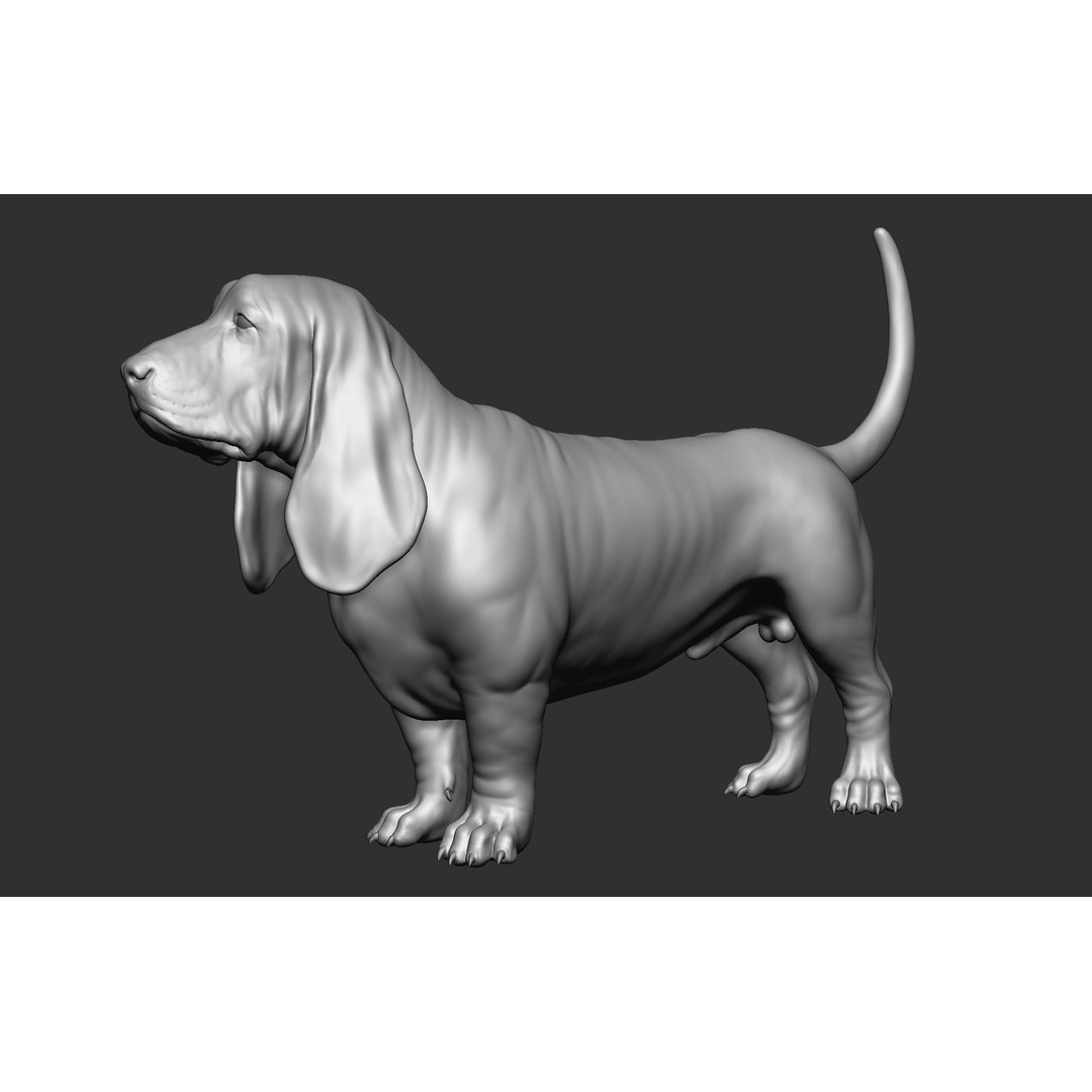 Dog Breed Collection 3D Model – Realistic Animal Pack, OBJ & ZTL - View 37