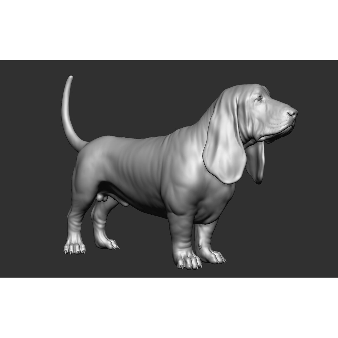 Dog Breed Collection 3D Model – Realistic Animal Pack, OBJ & ZTL - View 38
