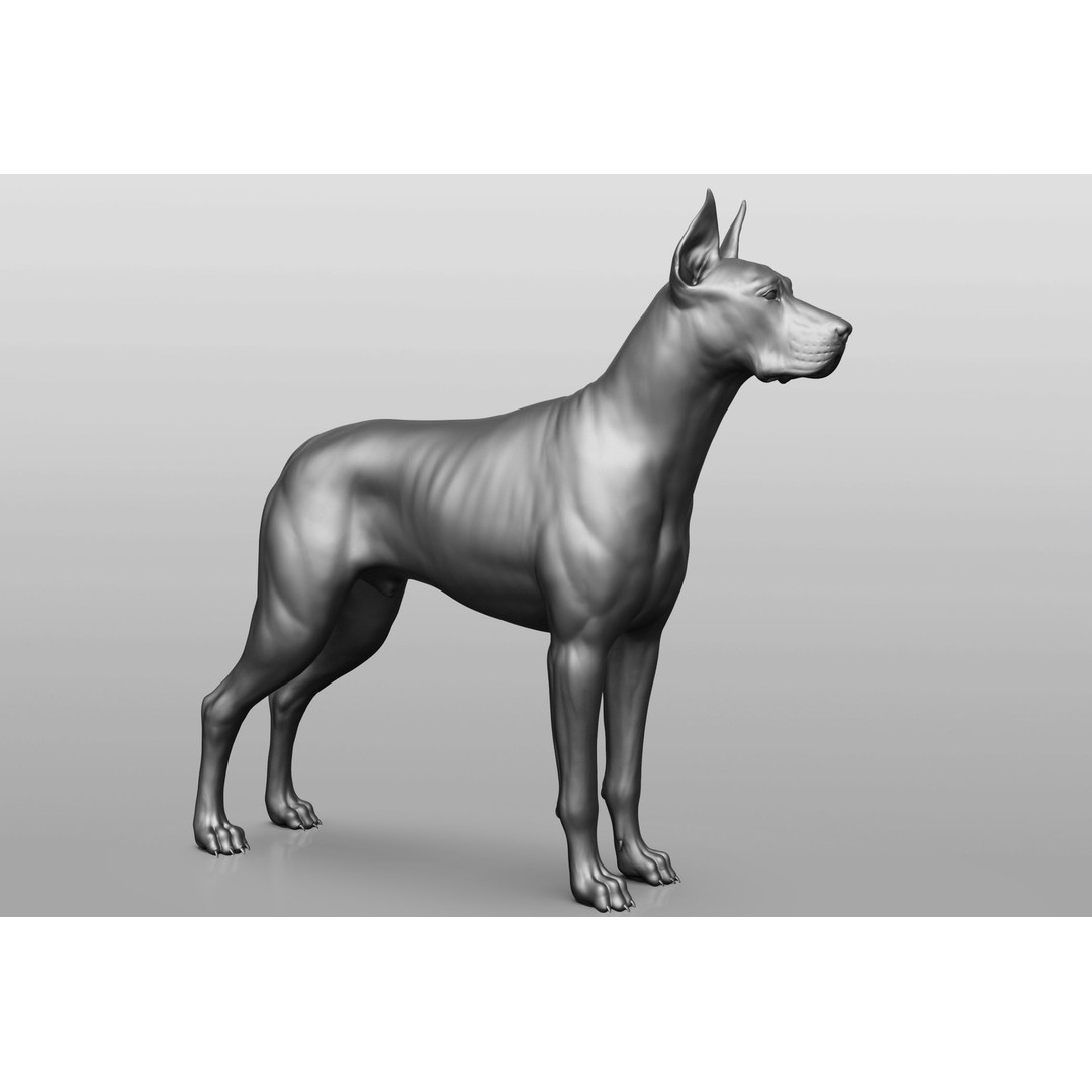 Dog Breed Collection 3D Model – Realistic Animal Pack, OBJ & ZTL - View 40