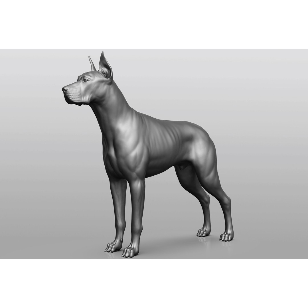 Dog Breed Collection 3D Model – Realistic Animal Pack, OBJ & ZTL - View 41