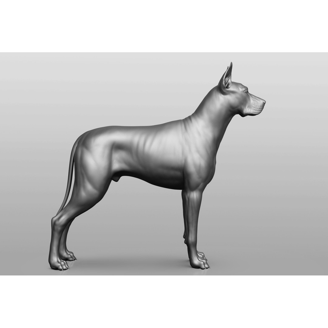 Dog Breed Collection 3D Model – Realistic Animal Pack, OBJ & ZTL - View 42