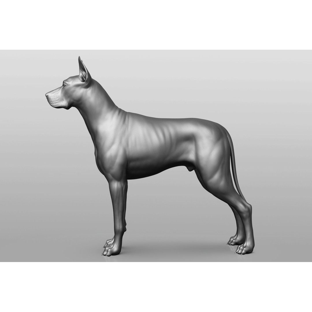 Dog Breed Collection 3D Model – Realistic Animal Pack, OBJ & ZTL - View 43