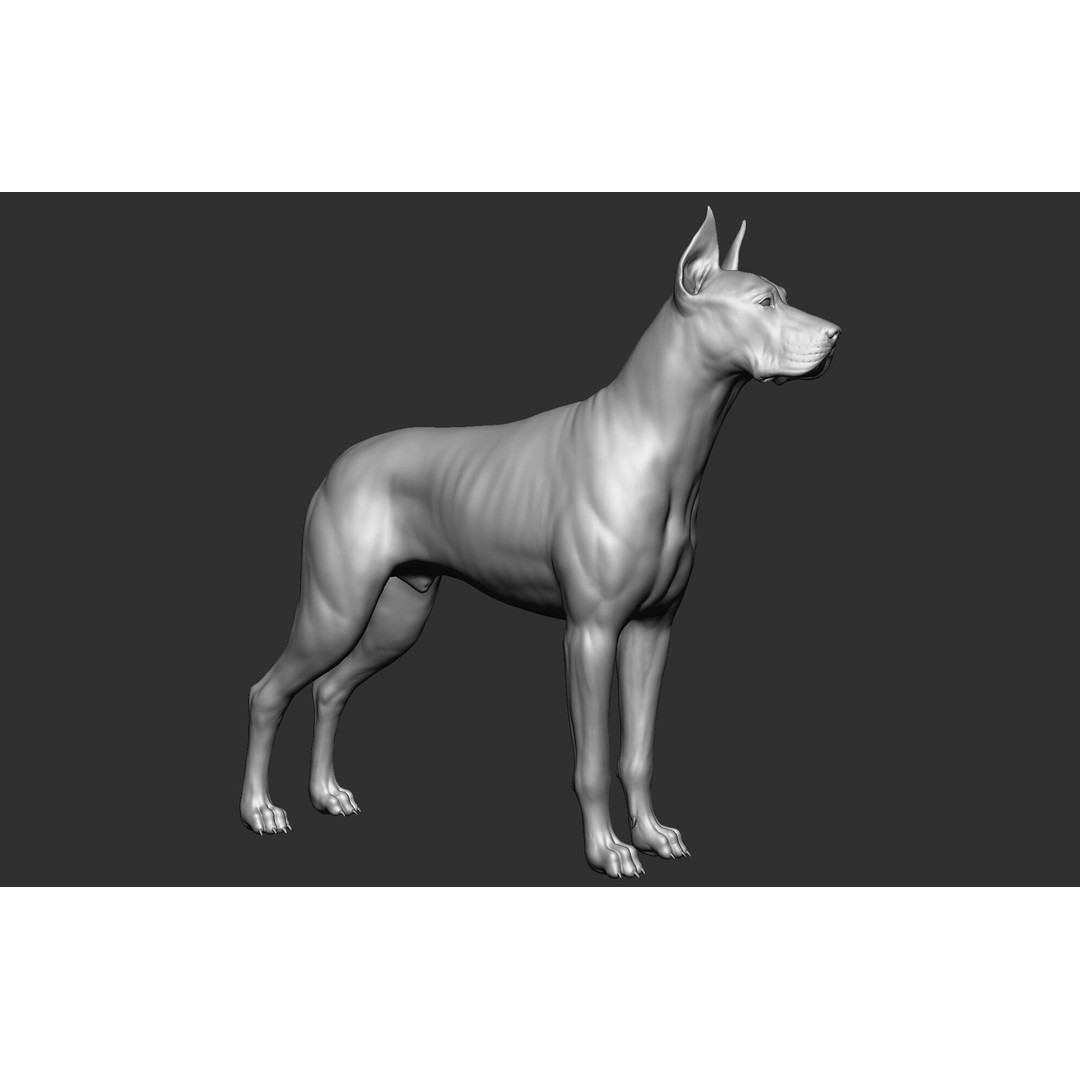 Dog Breed Collection 3D Model – Realistic Animal Pack, OBJ & ZTL - View 45