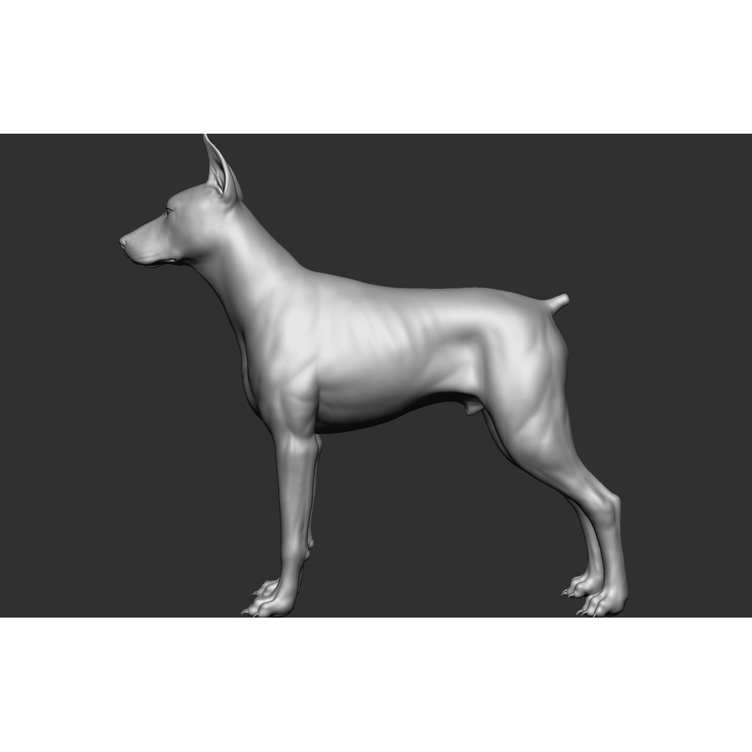 Dog Breed Collection 3D Model – Realistic Animal Pack, OBJ & ZTL - View 78