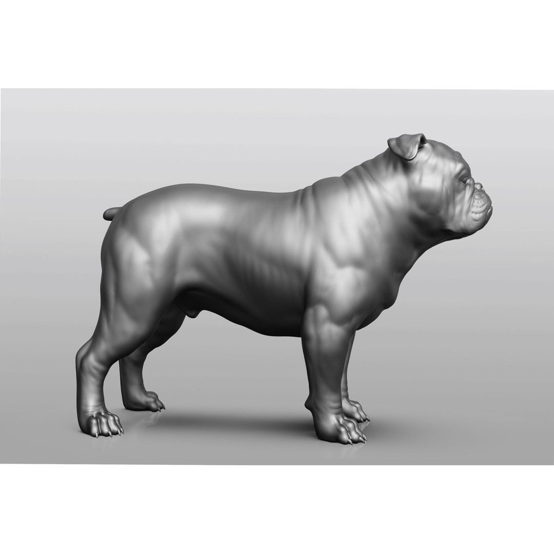 Dog Breed Collection 3D Model – Realistic Animal Pack, OBJ & ZTL - View 9