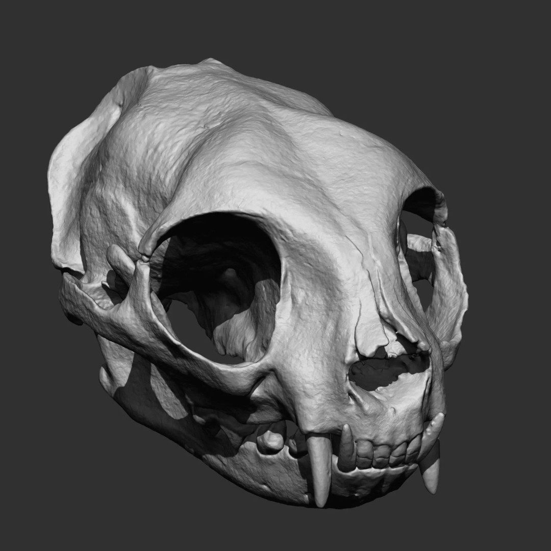 Bones 3D Model – Anatomical Brush Pack, 86 Formats Including FBX