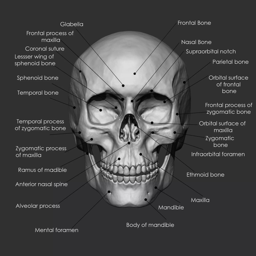 Bones 3D Model – Anatomical Brush Pack, 86 Formats Including FBX - View 10