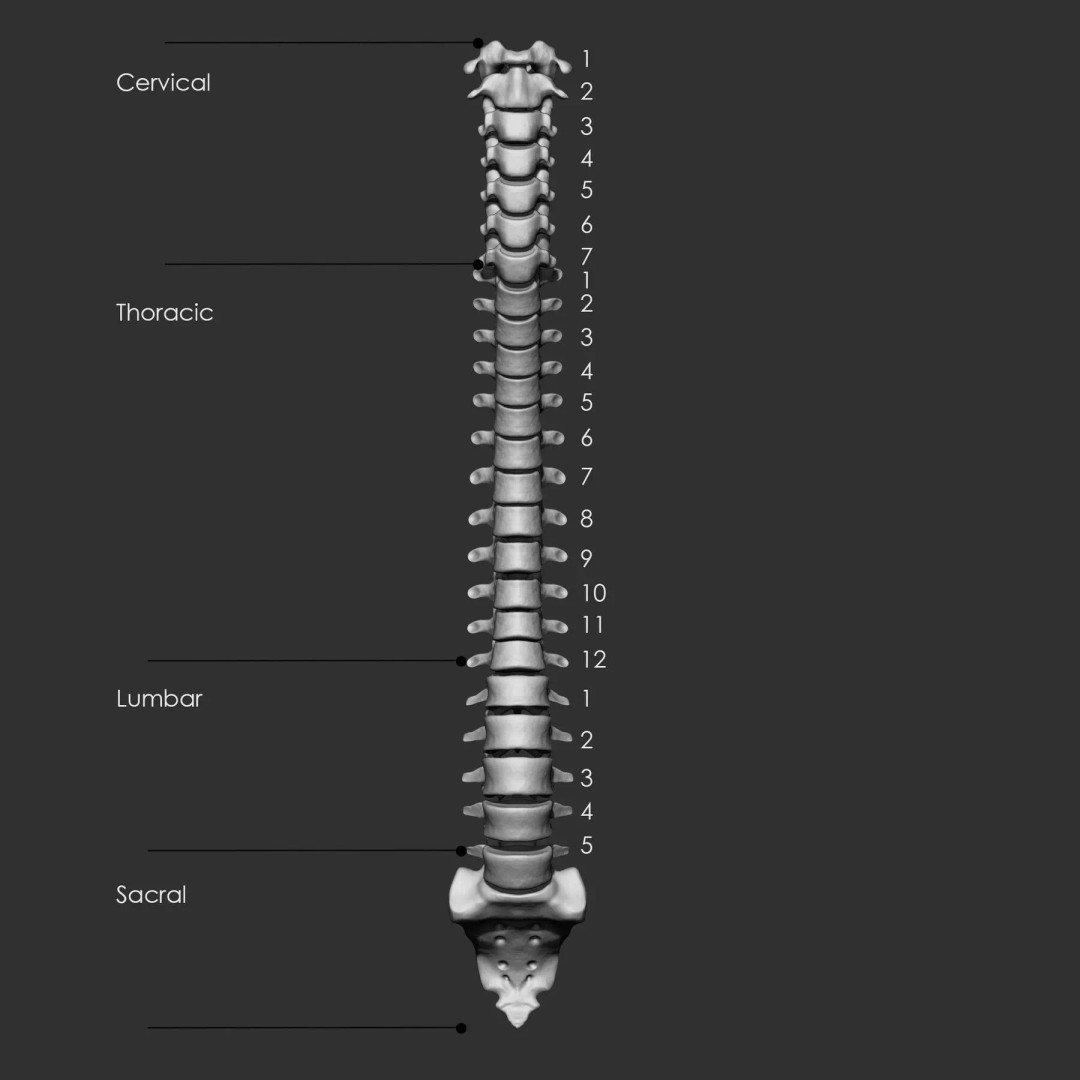 Bones 3D Model – Anatomical Brush Pack, 86 Formats Including FBX - View 11