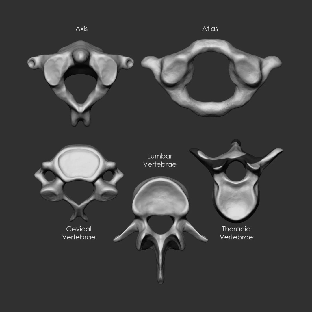 Bones 3D Model – Anatomical Brush Pack, 86 Formats Including FBX - View 12
