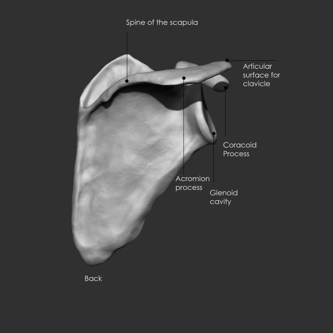 Bones 3D Model – Anatomical Brush Pack, 86 Formats Including FBX - View 14