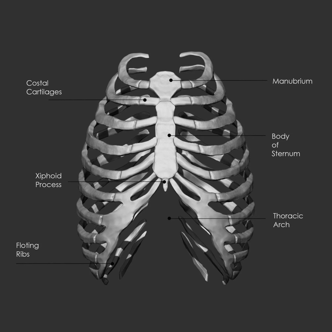 Bones 3D Model – Anatomical Brush Pack, 86 Formats Including FBX - View 15