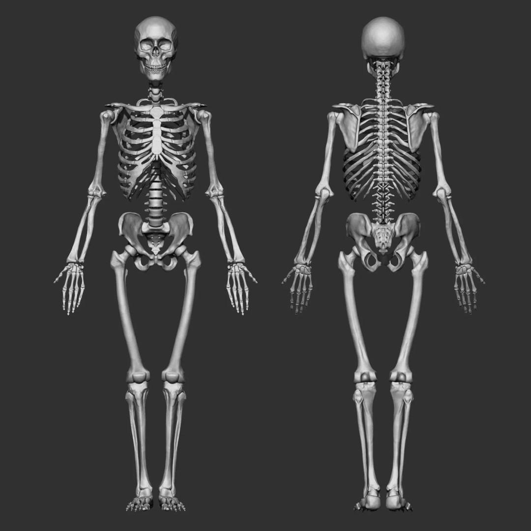 Bones 3D Model – Anatomical Brush Pack, 86 Formats Including FBX - View 17