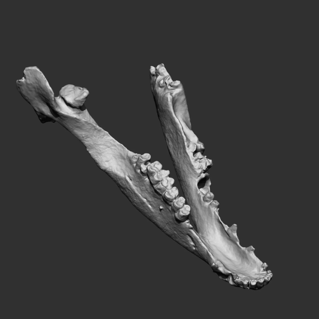 Bones 3D Model – Anatomical Brush Pack, 86 Formats Including FBX - View 18