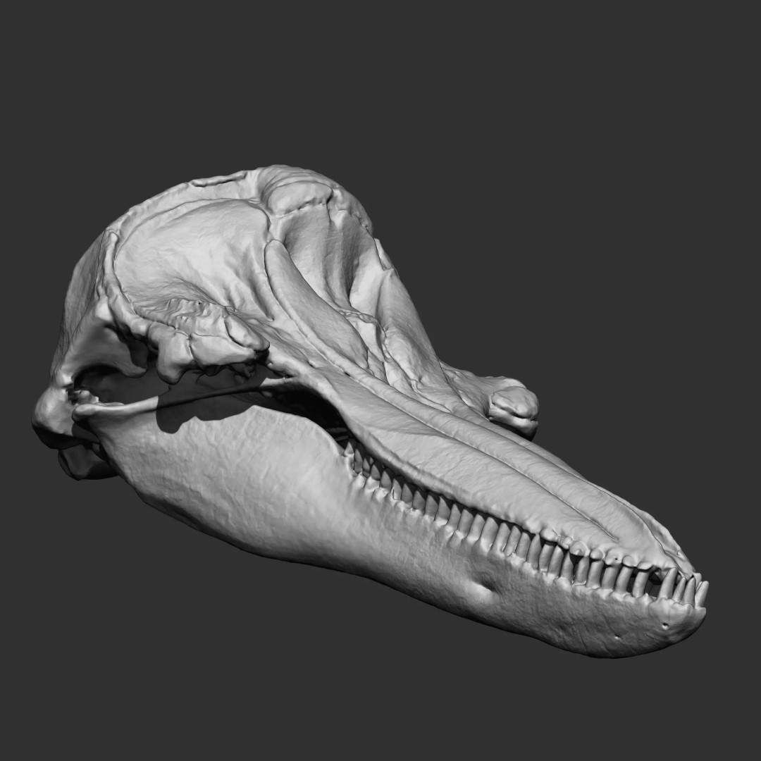 Bones 3D Model – Anatomical Brush Pack, 86 Formats Including FBX - View 19