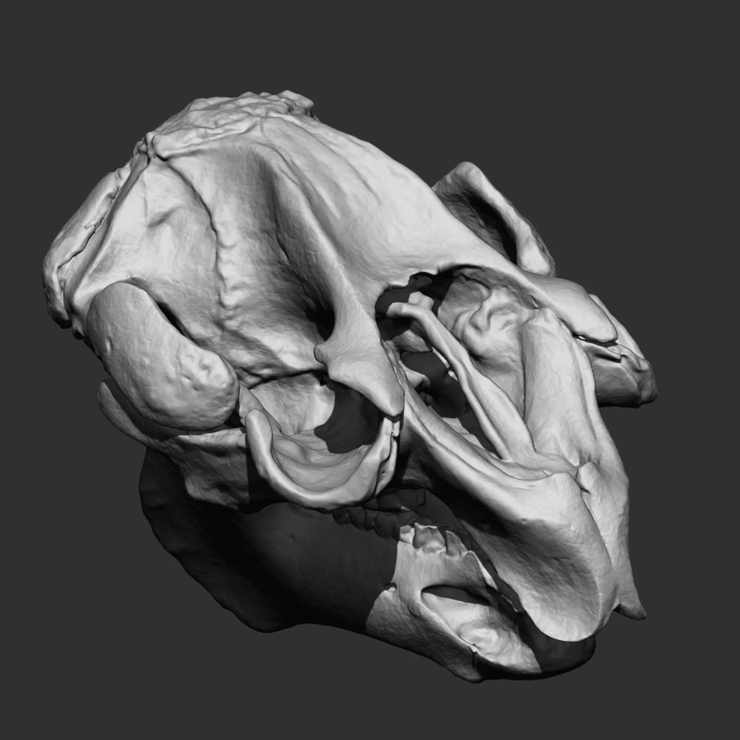 Bones 3D Model – Anatomical Brush Pack, 86 Formats Including FBX - View 20