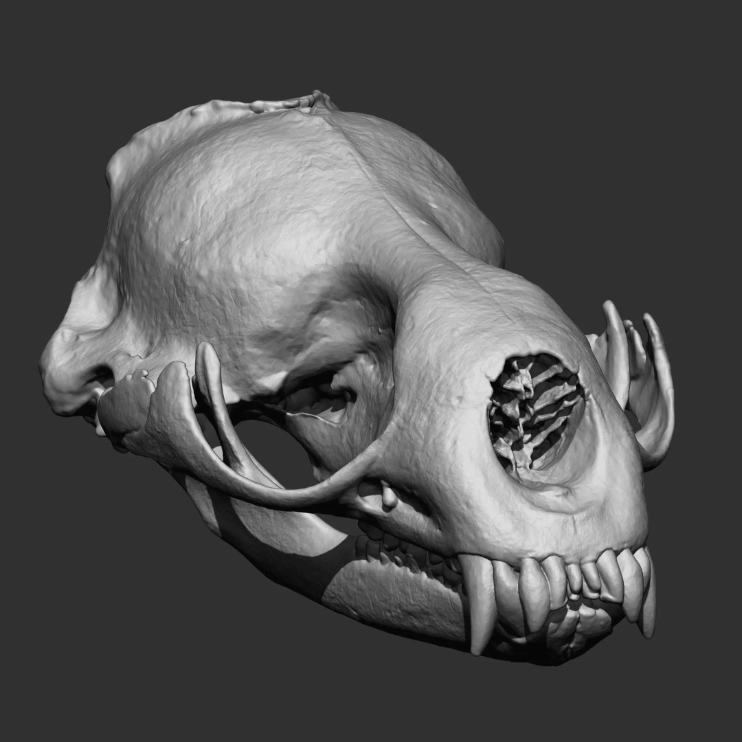Bones 3D Model – Anatomical Brush Pack, 86 Formats Including FBX - View 21