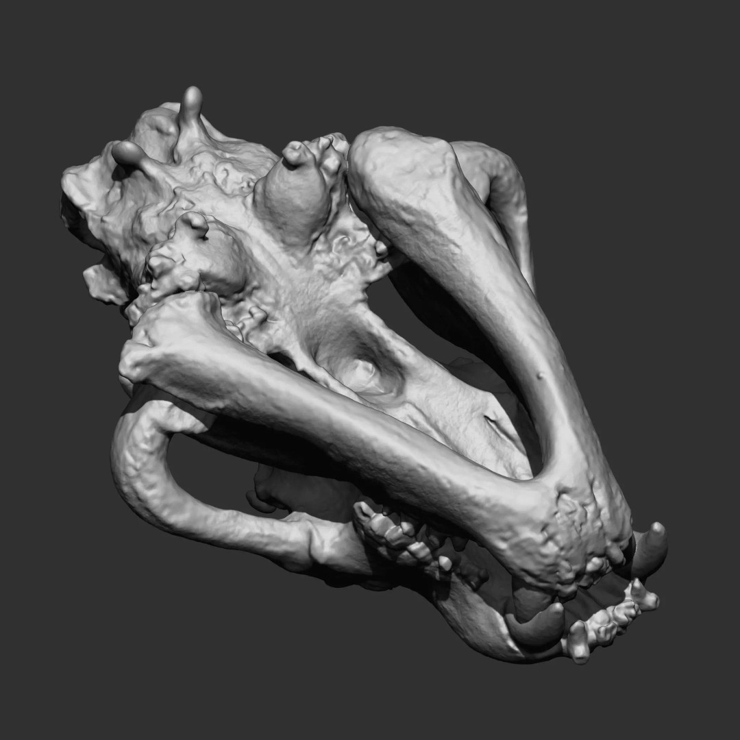 Bones 3D Model – Anatomical Brush Pack, 86 Formats Including FBX - View 22