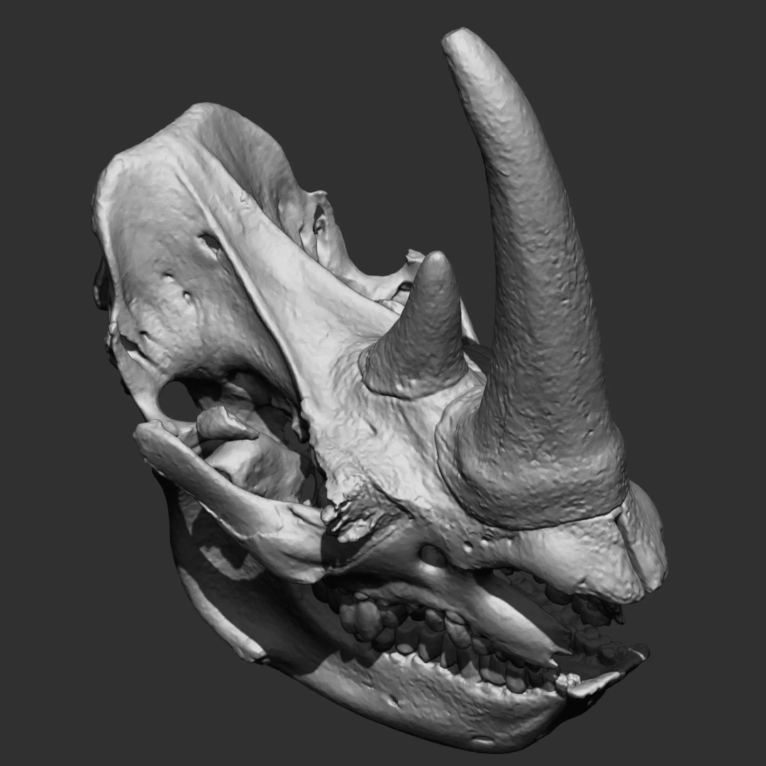 Bones 3D Model – Anatomical Brush Pack, 86 Formats Including FBX - View 23