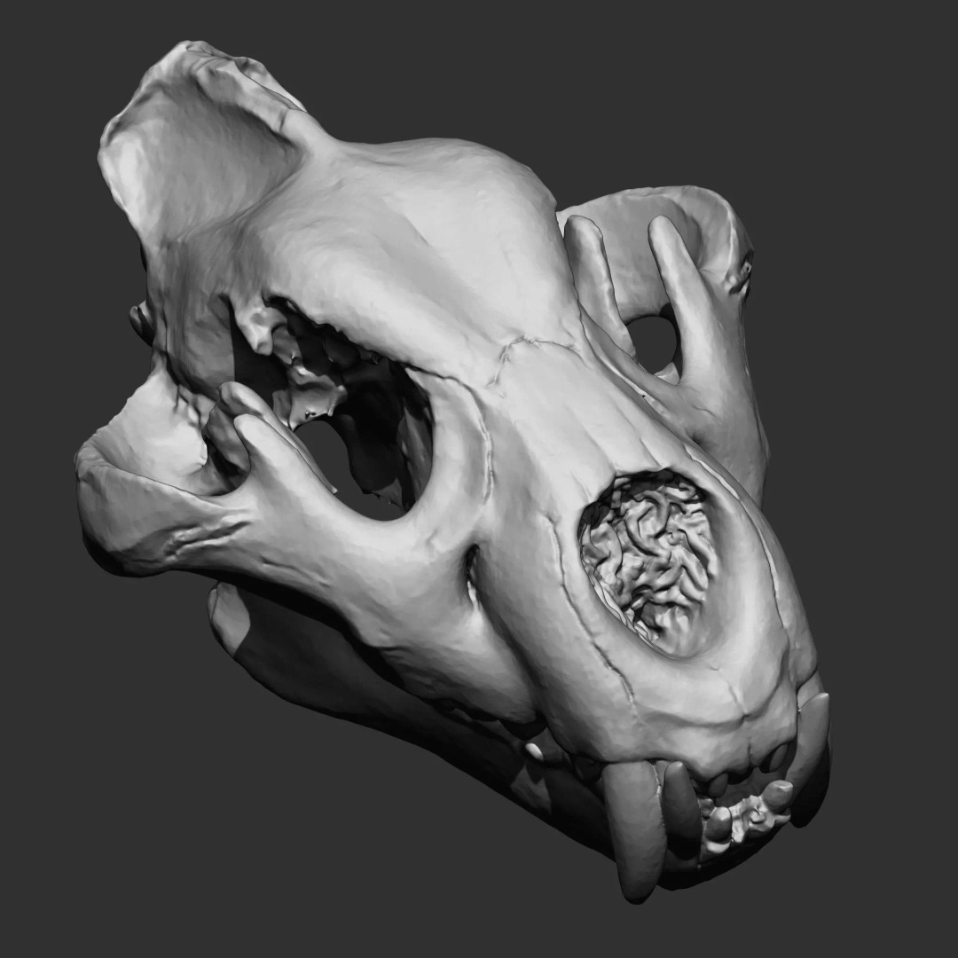 Bones 3D Model – Anatomical Brush Pack, 86 Formats Including FBX - View 24