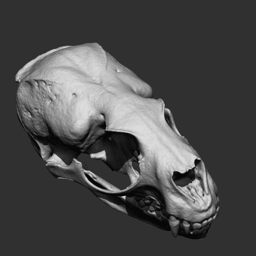 Bones 3D Model – Anatomical Brush Pack, 86 Formats Including FBX - View 25