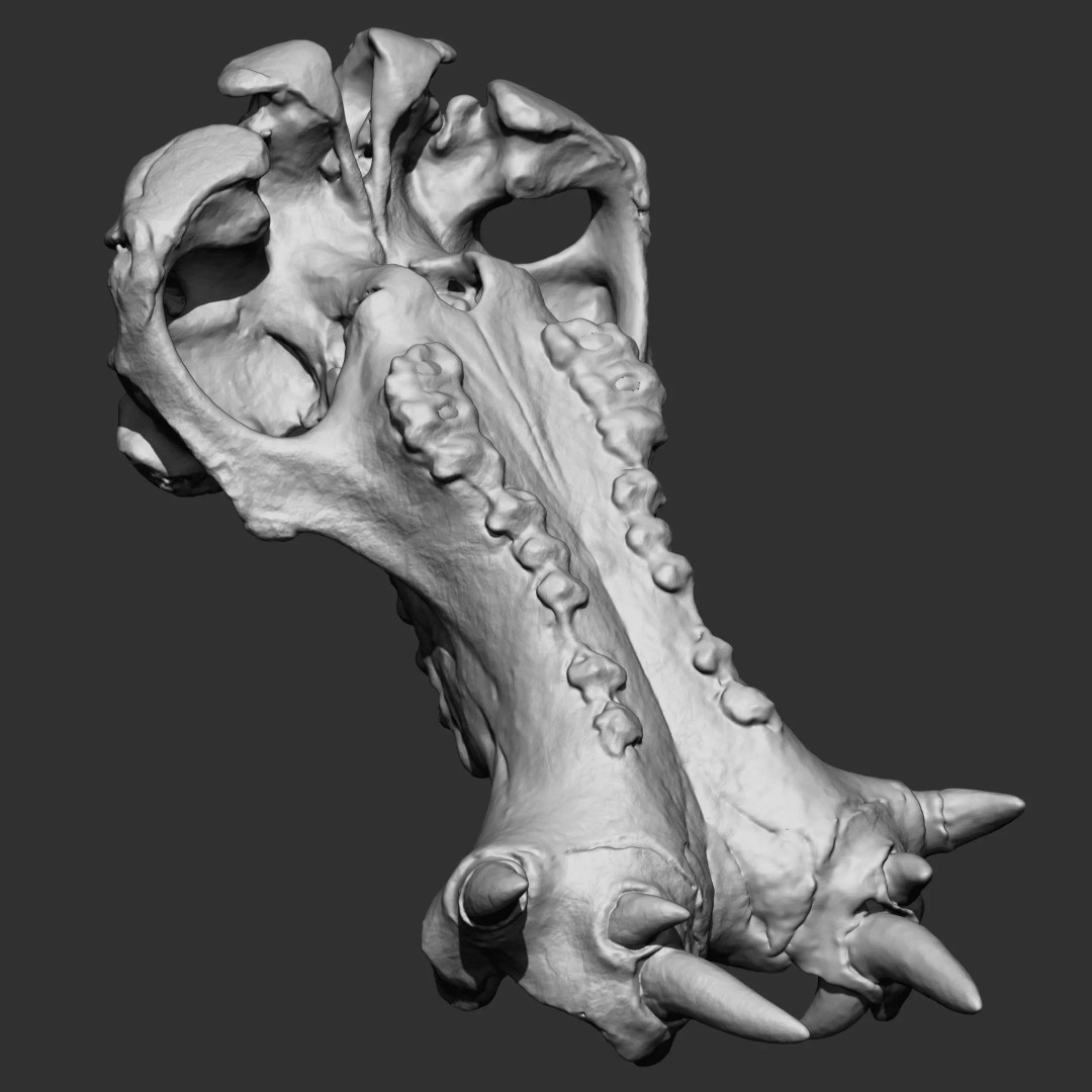 Bones 3D Model – Anatomical Brush Pack, 86 Formats Including FBX - View 26