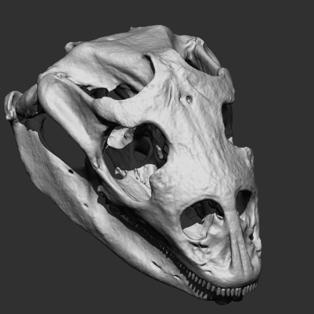 Bones 3D Model – Anatomical Brush Pack, 86 Formats Including FBX - View 27