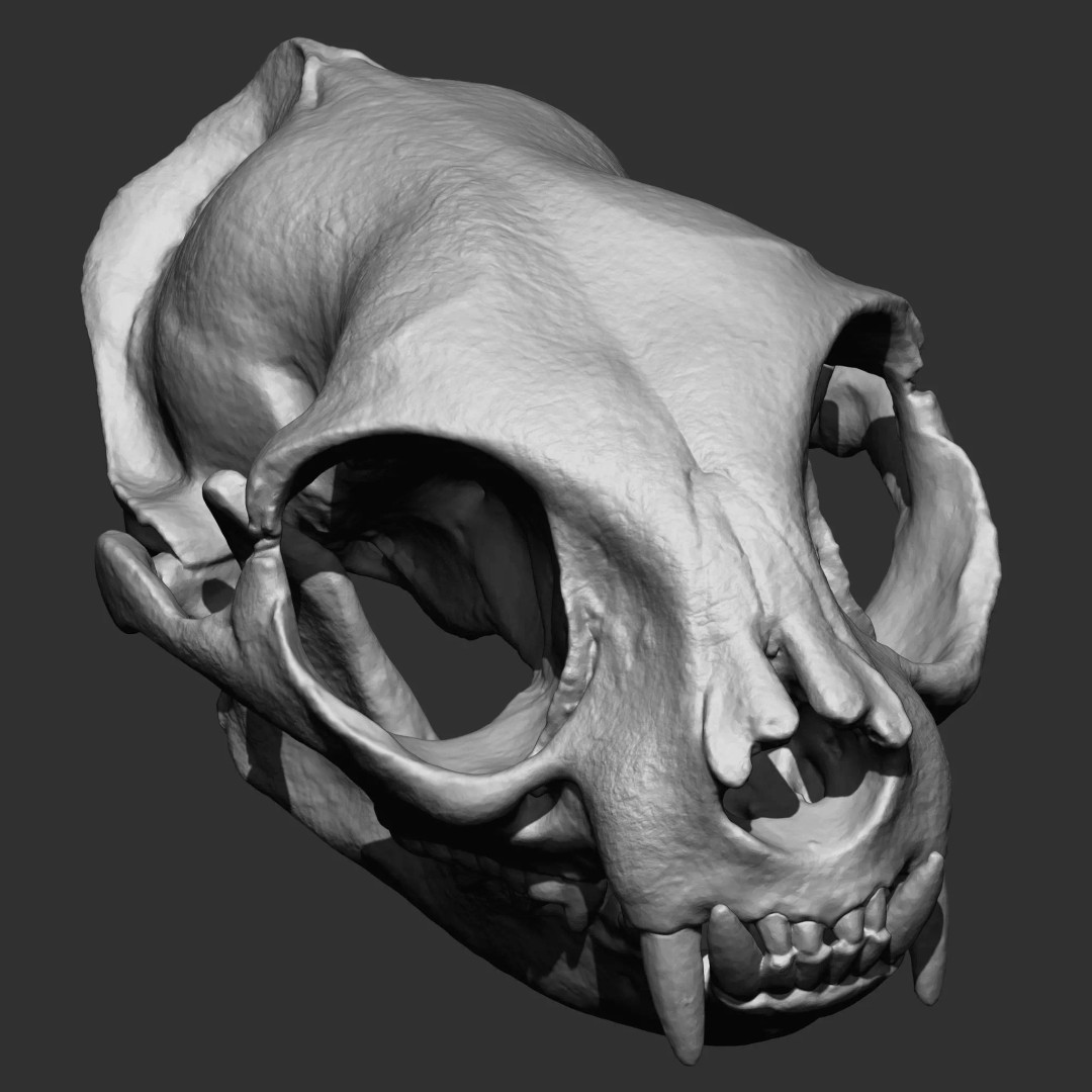 Bones 3D Model – Anatomical Brush Pack, 86 Formats Including FBX - View 28