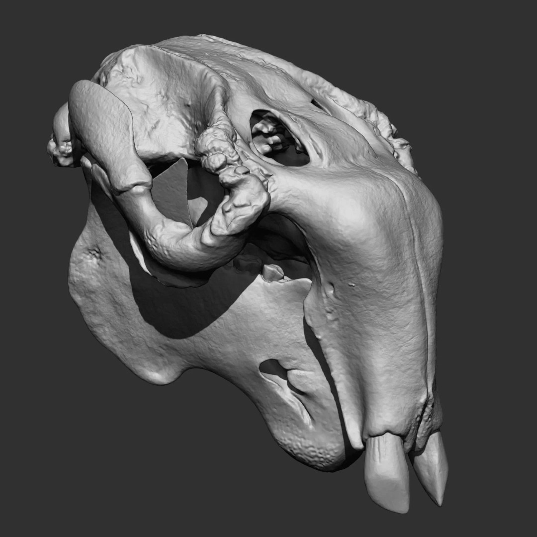 Bones 3D Model – Anatomical Brush Pack, 86 Formats Including FBX - View 29