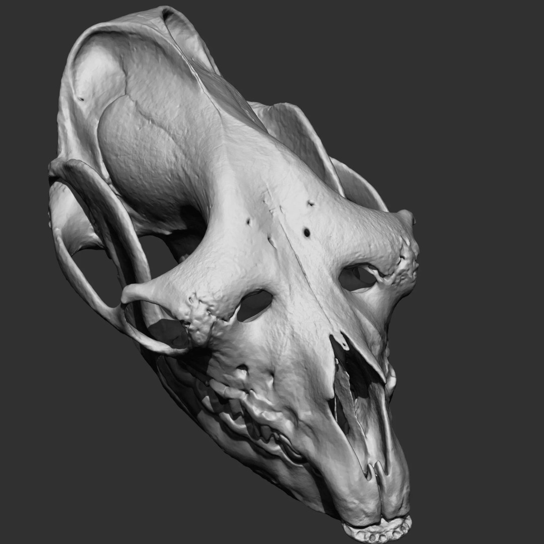 Bones 3D Model – Anatomical Brush Pack, 86 Formats Including FBX - View 30