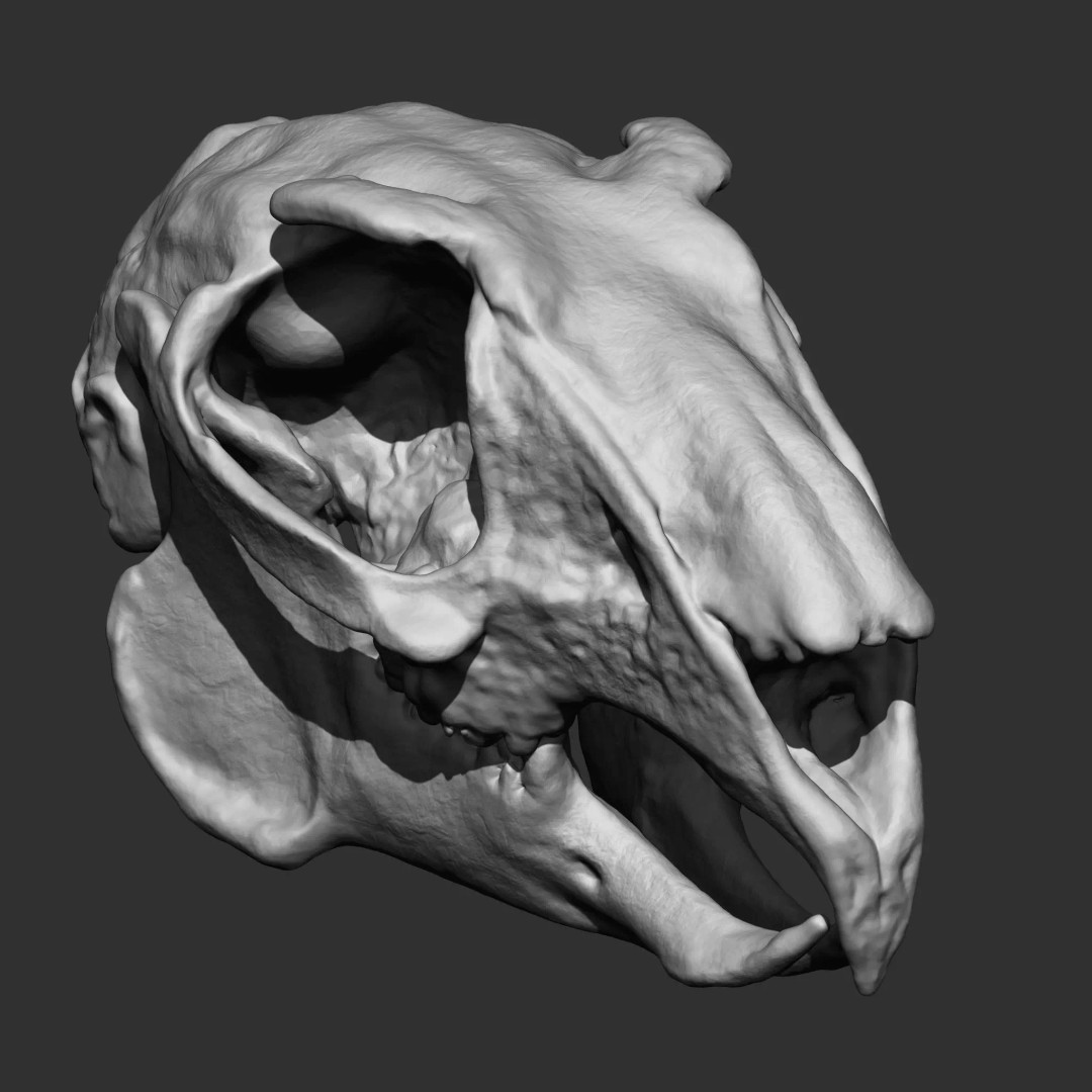 Bones 3D Model – Anatomical Brush Pack, 86 Formats Including FBX - View 31