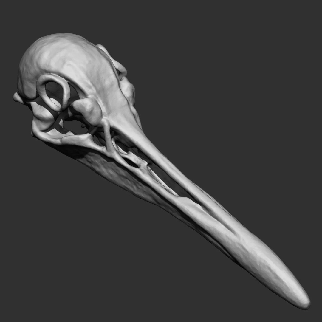 Bones 3D Model – Anatomical Brush Pack, 86 Formats Including FBX - View 32