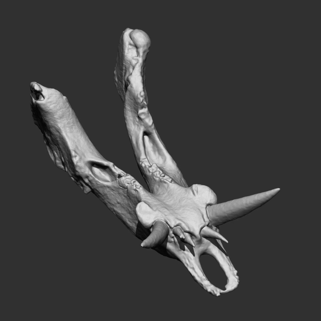 Bones 3D Model – Anatomical Brush Pack, 86 Formats Including FBX - View 33