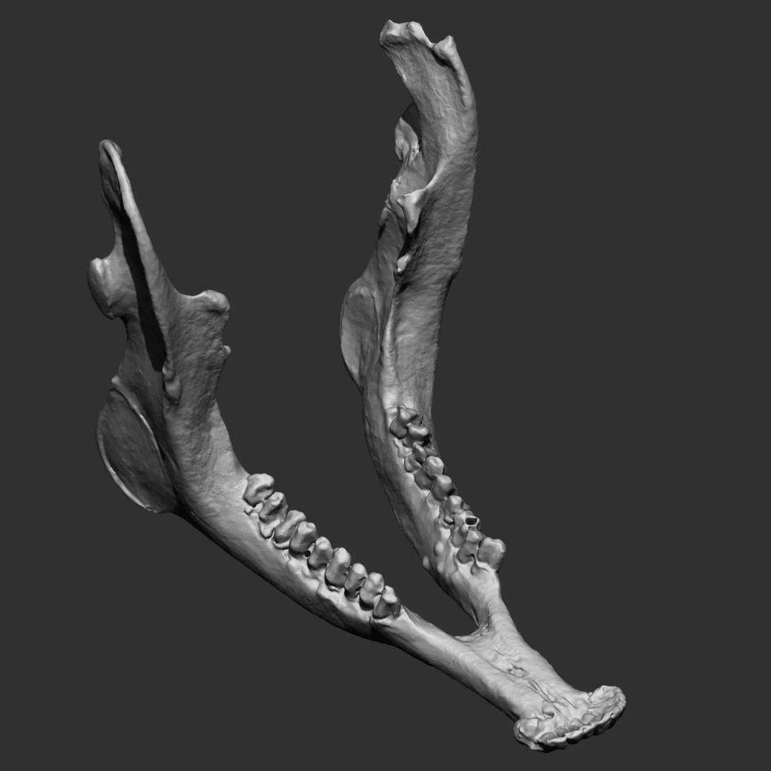Bones 3D Model – Anatomical Brush Pack, 86 Formats Including FBX - View 34