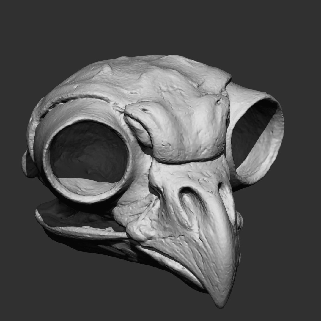 Bones 3D Model – Anatomical Brush Pack, 86 Formats Including FBX - View 35