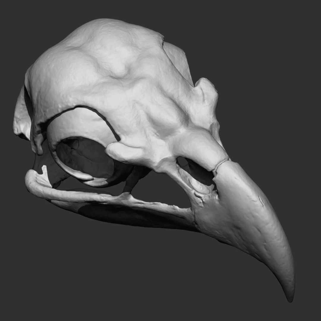 Bones 3D Model – Anatomical Brush Pack, 86 Formats Including FBX - View 36