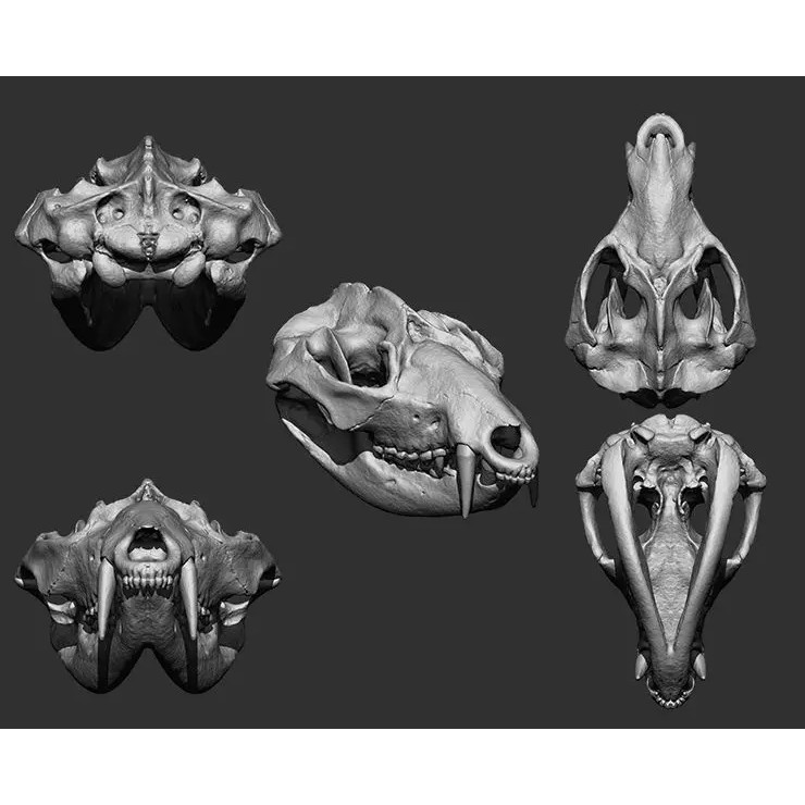 Bones 3D Model – Anatomical Brush Pack, 86 Formats Including FBX - View 37