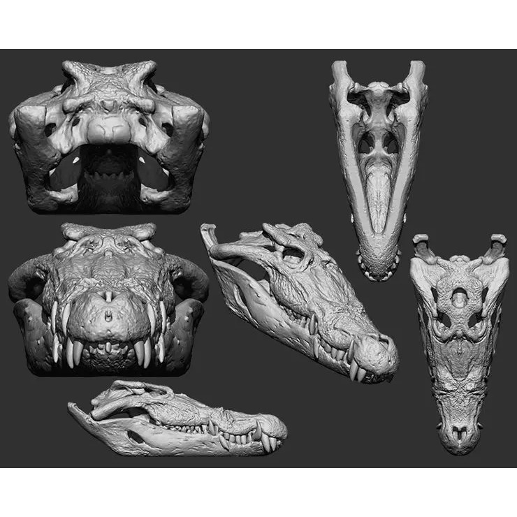 Bones 3D Model – Anatomical Brush Pack, 86 Formats Including FBX - View 38