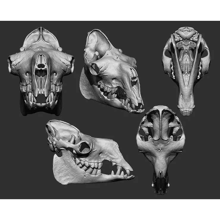 Bones 3D Model – Anatomical Brush Pack, 86 Formats Including FBX - View 39