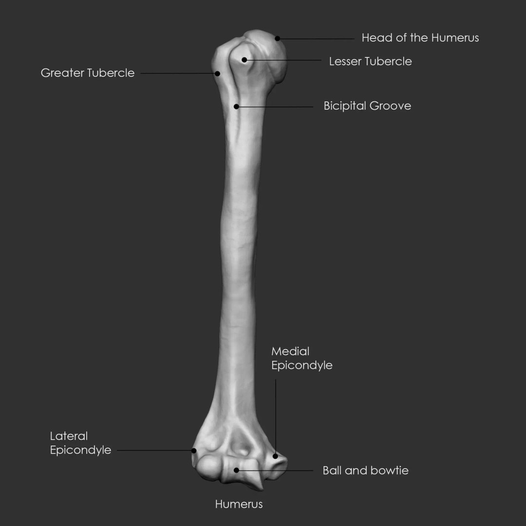 Bones 3D Model – Anatomical Brush Pack, 86 Formats Including FBX - View 4
