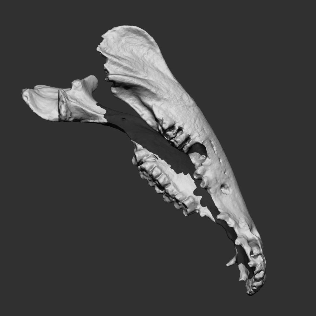 Bones 3D Model – Anatomical Brush Pack, 86 Formats Including FBX - View 40