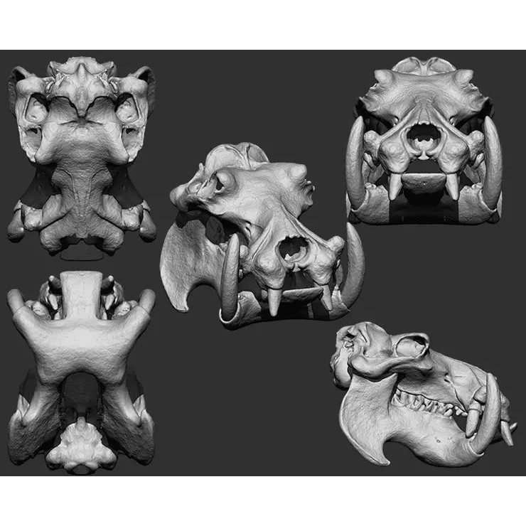 Bones 3D Model – Anatomical Brush Pack, 86 Formats Including FBX - View 41