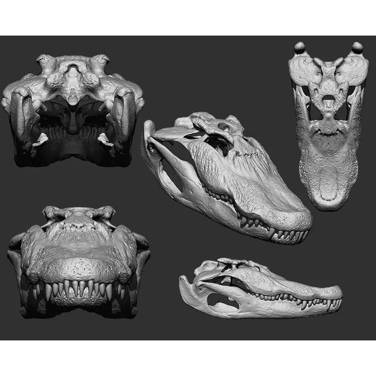 Bones 3D Model – Anatomical Brush Pack, 86 Formats Including FBX - View 42