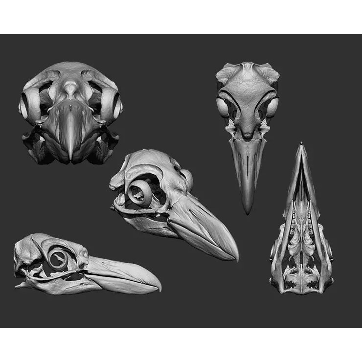 Bones 3D Model – Anatomical Brush Pack, 86 Formats Including FBX - View 43