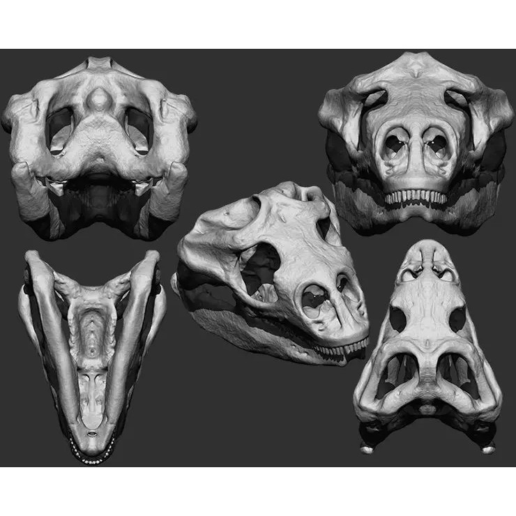 Bones 3D Model – Anatomical Brush Pack, 86 Formats Including FBX - View 45