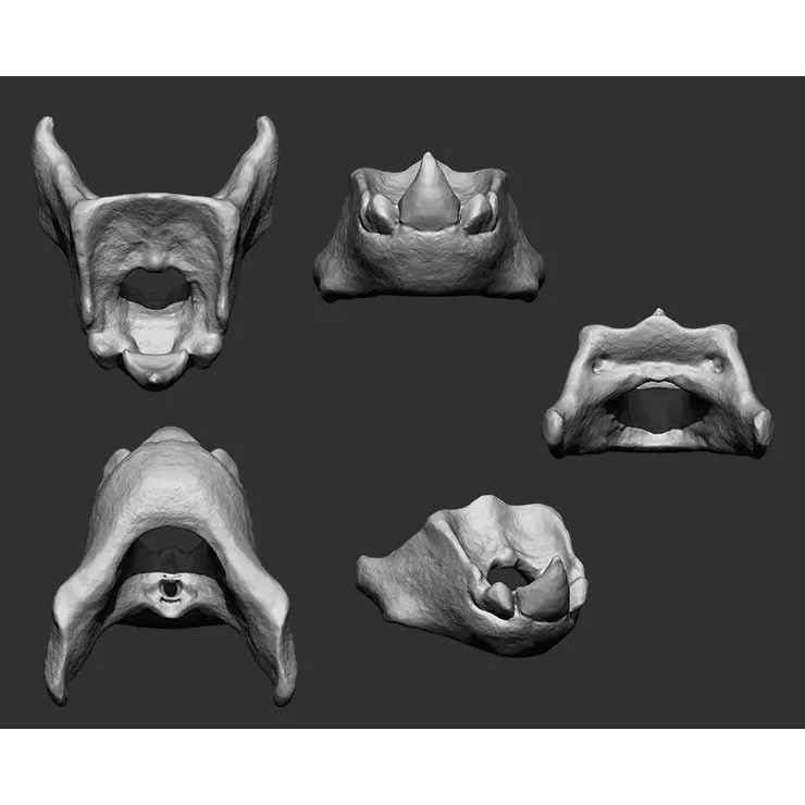 Bones 3D Model – Anatomical Brush Pack, 86 Formats Including FBX - View 46