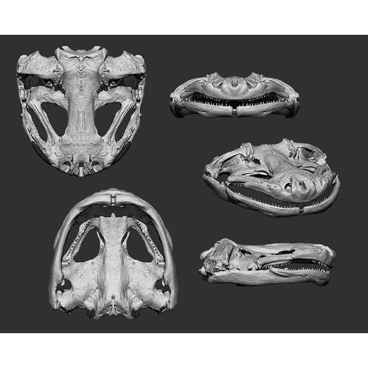 Bones 3D Model – Anatomical Brush Pack, 86 Formats Including FBX - View 47