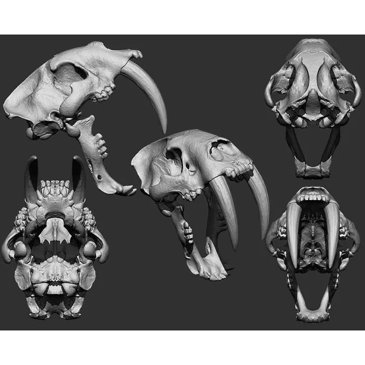 Bones 3D Model – Anatomical Brush Pack, 86 Formats Including FBX - View 49