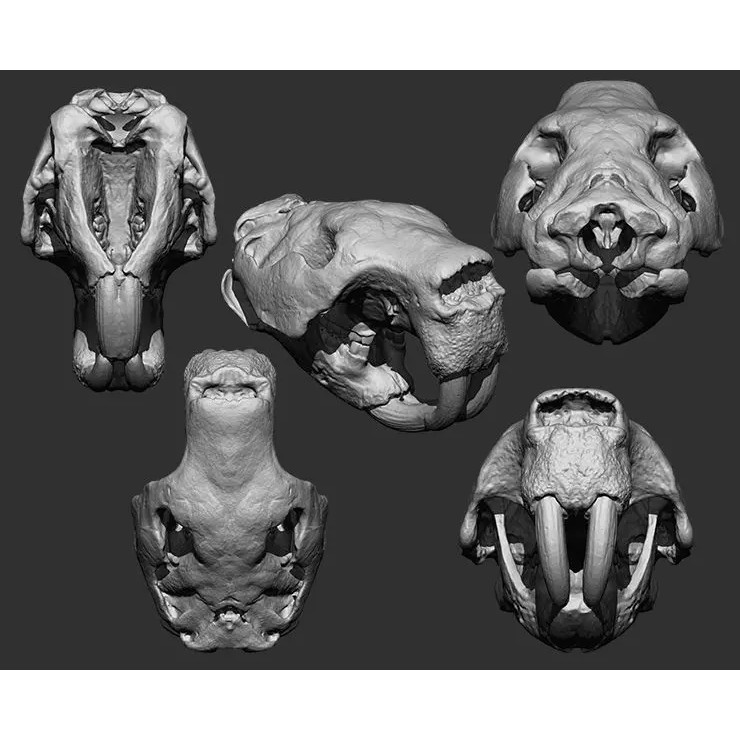 Bones 3D Model – Anatomical Brush Pack, 86 Formats Including FBX - View 50